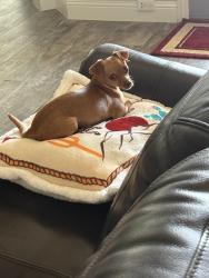 Lost Male Dog last seen N Closner Blvd, Edinburg, TX 78541