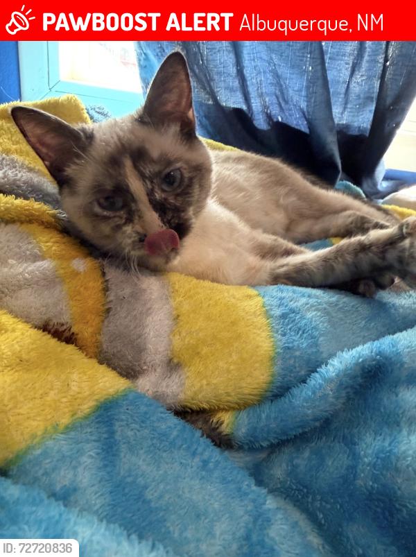 Lost Female Cat last seen Desert Garden, Albuquerque, NM 87105