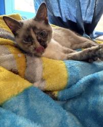 Lost Female Cat last seen Desert Garden, Albuquerque, NM 87105