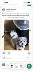 Lost Male Dog last seen Octavia st, Oakland, CA 94619