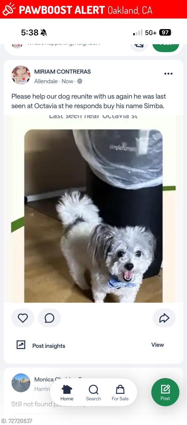 Lost Male Dog last seen Octavia st, Oakland, CA 94619