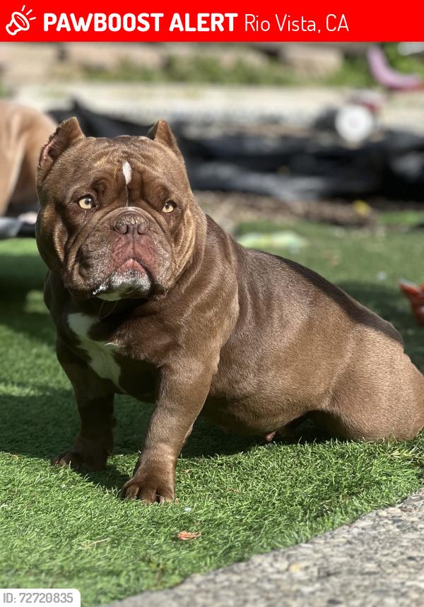 Lost Female Dog last seen Main st in Isleton Ca, Rio Vista, CA 94571