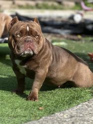 Lost Female Dog last seen Main st in Isleton Ca, Rio Vista, CA 94571