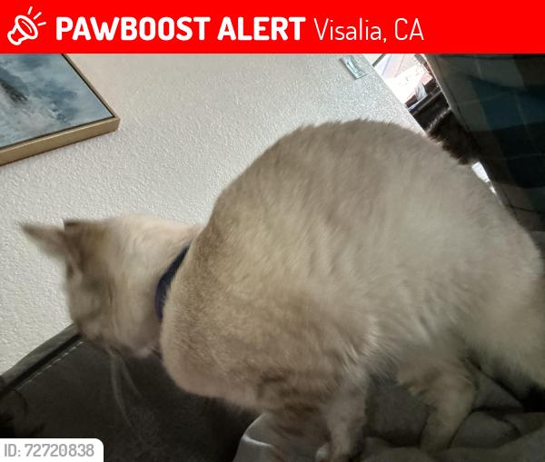 Lost Male Cat last seen Babcock and Cain, Visalia, CA 93292
