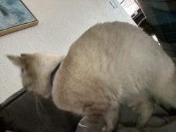 Lost Male Cat last seen Babcock and Cain, Visalia, CA 93292