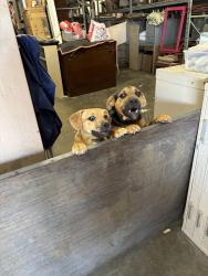 Found/Stray Unknown Dog last seen Orange , Alhambra, CA 91803