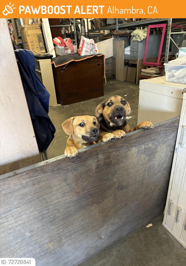 Found/Stray Unknown Dog last seen Orange , Alhambra, CA 91803