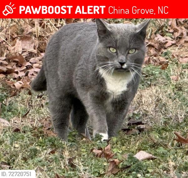 Lost Male Cat last seen Bostain Elementary School, China Grove, NC 28023