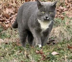 Lost Male Cat last seen Bostain Elementary School, China Grove, NC 28023