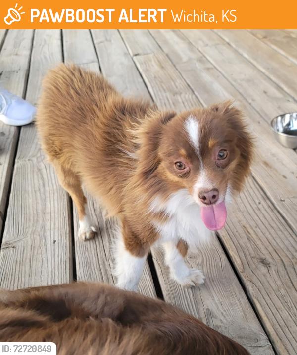 Found/Stray Male Dog last seen 119th & Central, Wichita, KS 67205