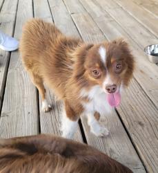 Found/Stray Male Dog last seen 119th & Central, Wichita, KS 67205