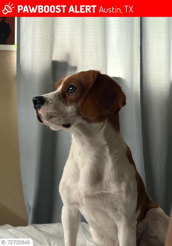 Lost Male Dog last seen Kramer Ln, Austin, TX 78753