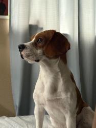Lost Male Dog last seen Kramer Ln, Austin, TX 78753