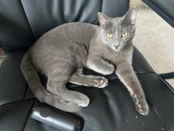 Lost Male Cat last seen Grand lakes phase 4 neighborhood , Houston, TX 77494