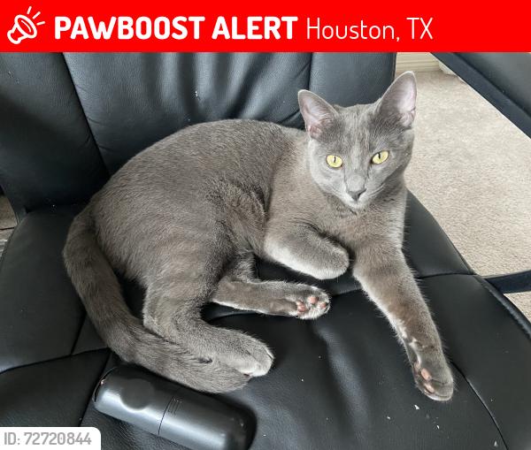 Lost Male Cat last seen Grand lakes phase 4 neighborhood , Houston, TX 77494