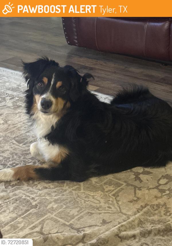 Found/Stray Male Dog last seen Tiger Creek Wildlife Refuge / FM 14 / FM 16, Tyler, TX 75706