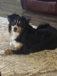 Found/Stray Male Dog last seen Tiger Creek Wildlife Refuge / FM 14 / FM 16, Tyler, TX 75706