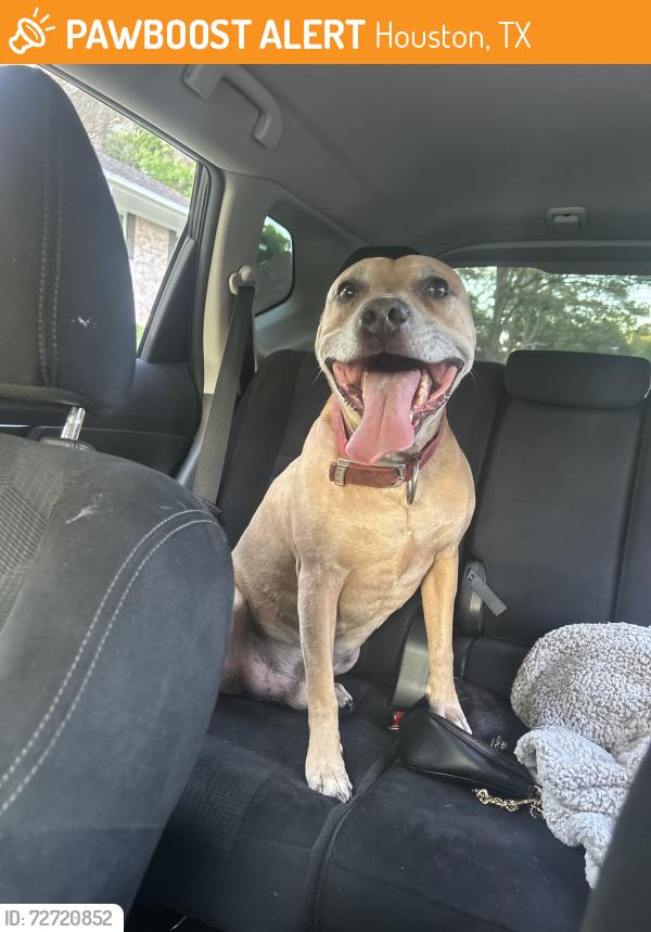 Found/Stray Male Dog last seen Ravensway and Huffmeister, Houston, TX 77429