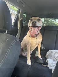 Found/Stray Male Dog last seen Ravensway and Huffmeister, Houston, TX 77429