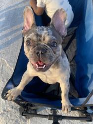 Lost Male Dog last seen Columbus ave, Tampa, FL 33605