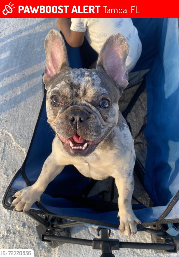 Lost Male Dog last seen Columbus ave, Tampa, FL 33605