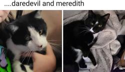 Lost Female Cat last seen Eagle crest apmts , Bellmead, TX 76705