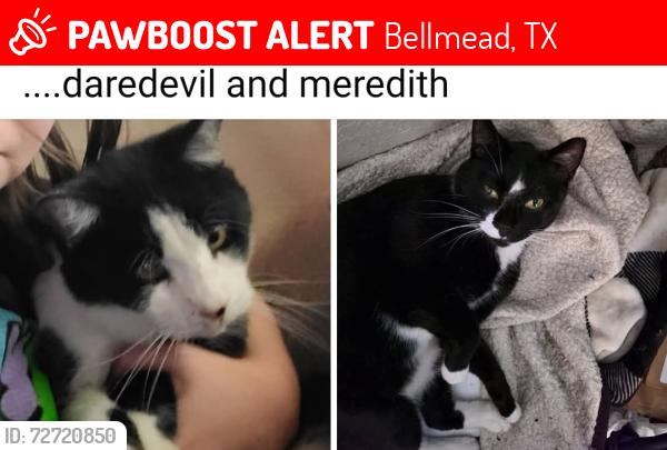 Lost Female Cat last seen Eagle crest apmts , Bellmead, TX 76705
