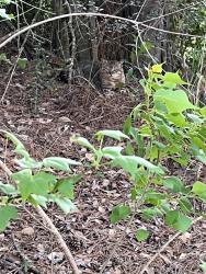 Found/Stray Male Cat last seen Neighborhood, Montgomery, TX 77316