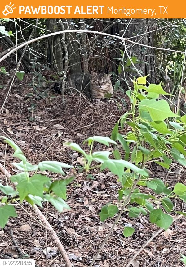 Found/Stray Male Cat last seen Neighborhood, Montgomery, TX 77316