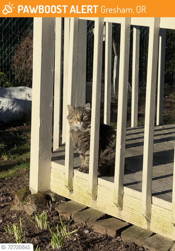 Found/Stray Unknown Cat last seen NE Rene Ave & NE 25th Ct, Gresham, OR 97030