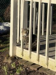 Found/Stray Unknown Cat last seen NE Rene Ave & NE 25th Ct, Gresham, OR 97030