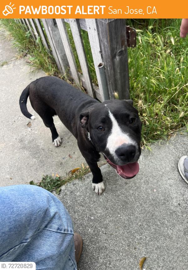 Found/Stray Female Dog last seen Brushglen Way, San Jose, CA 95133