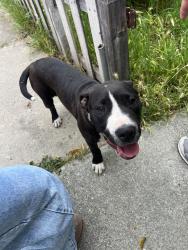 Found/Stray Female Dog last seen Brushglen Way, San Jose, CA 95133