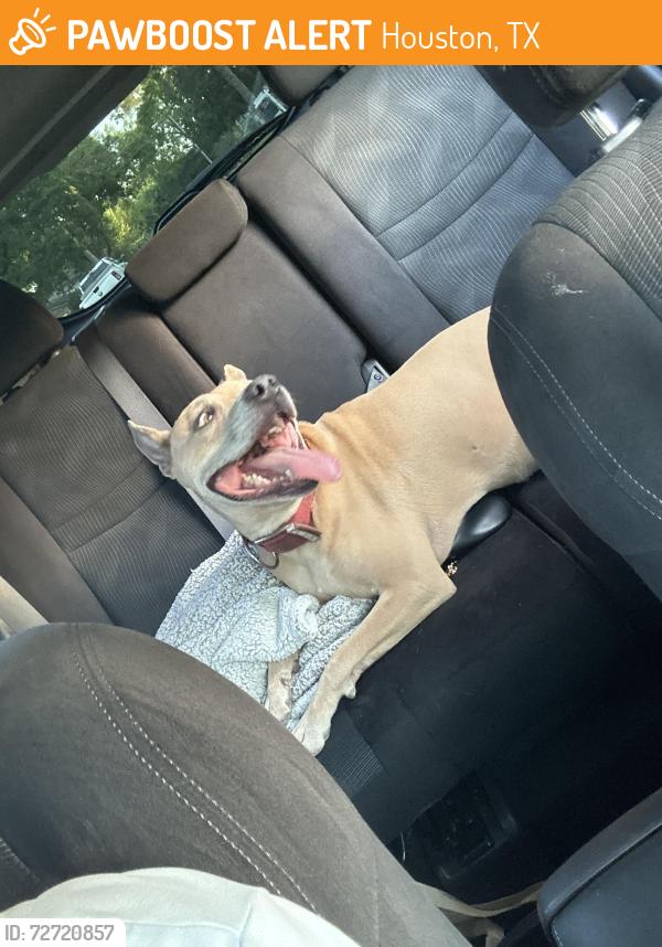Found/Stray Male Dog last seen Ravensway and Huffmeister, Houston, TX 77429