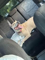 Found/Stray Male Dog last seen Ravensway and Huffmeister, Houston, TX 77429