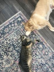 Lost Male Cat last seen C Street/San Jacinto St. , La Porte, TX 77571