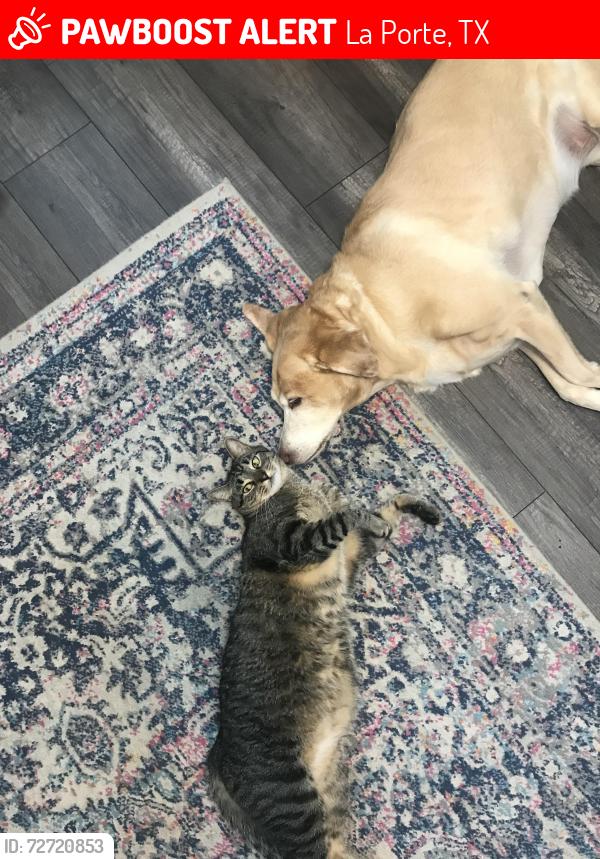 Lost Male Cat last seen C Street/San Jacinto St. , La Porte, TX 77571
