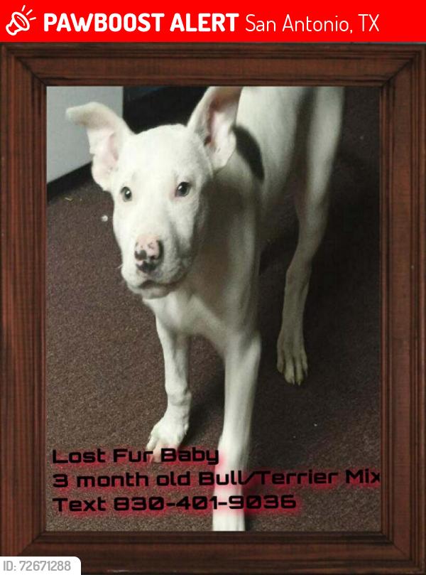 Lost Female Dog last seen rigsby and meadowlake, San Antonio, TX 78210