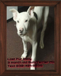 Lost Female Dog last seen rigsby and meadowlake, San Antonio, TX 78210