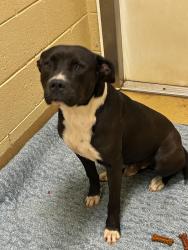 Found/Stray Male Dog last seen Energy Lane, Fort Pierce, Fort Pierce, FL 34981