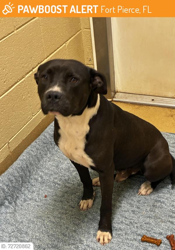 Found/Stray Male Dog last seen Energy Lane, Fort Pierce, Fort Pierce, FL 34981