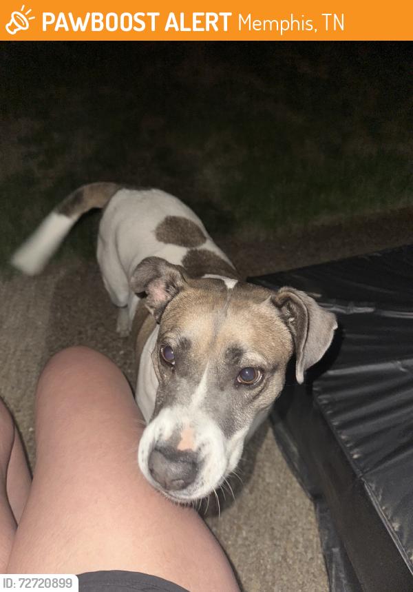 Found/Stray Female Dog last seen Oak Barn Lane and Tall Hickory, Memphis, TN 38016