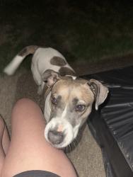 Found/Stray Female Dog last seen Oak Barn Lane and Tall Hickory, Memphis, TN 38016