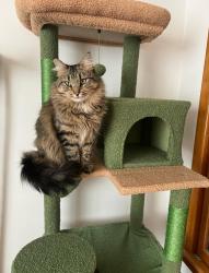 Lost Male Cat last seen Elizabeth st, Dartmouth, NS B2W 2M7