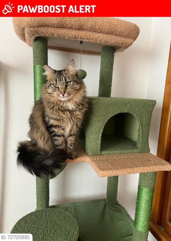 Lost Male Cat last seen Elizabeth st, Dartmouth, NS B2W 2M7