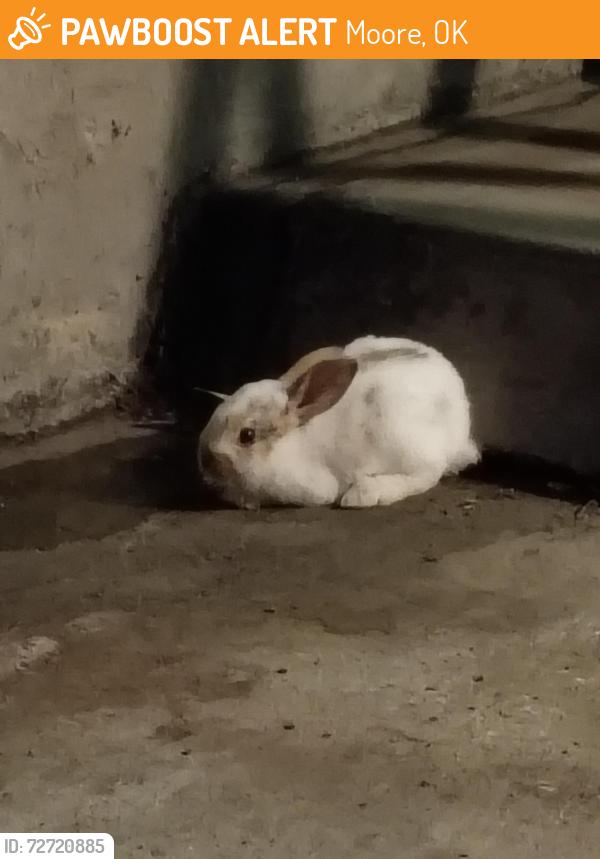 Found/Stray Unknown Rabbit last seen Behind The grge Burgers and Beer, Moore, OK 73160