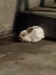 Found/Stray Unknown Rabbit last seen Behind The grge Burgers and Beer, Moore, OK 73160