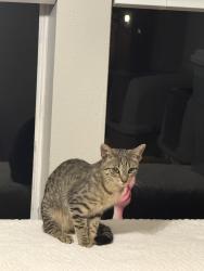 Found/Stray Unknown Cat last seen Minor St, Houston, TX 77085