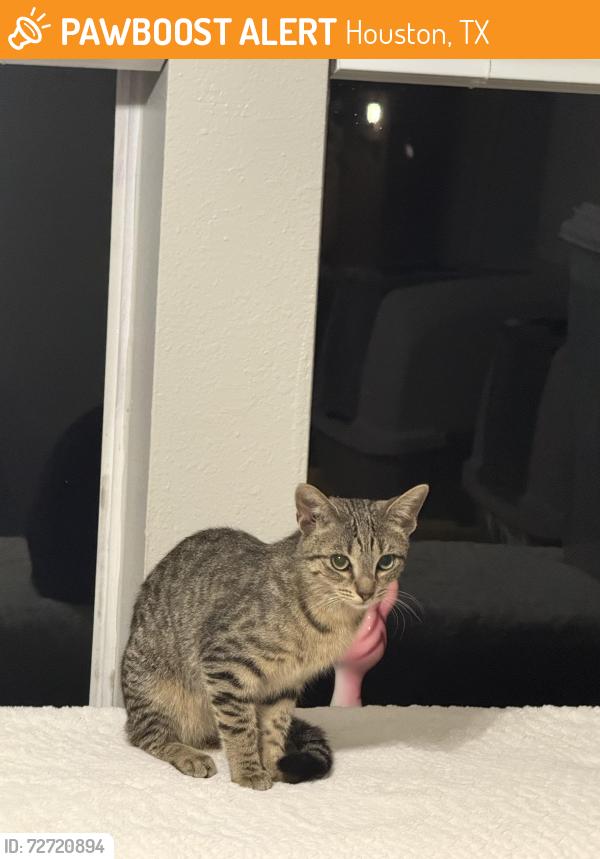 Found/Stray Unknown Cat last seen Minor St, Houston, TX 77085