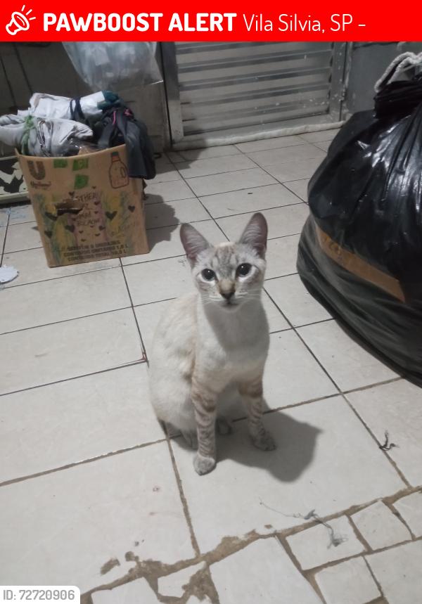 Lost Male Cat last seen Por favor encontre ele quem ver por favor fale conosco temos filhos preocupados com o gatinho, Vila Silvia, SP 03820-280